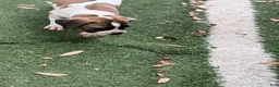 South African Boerboels dogs for sale: South African Boerboels 5 - Ad 3