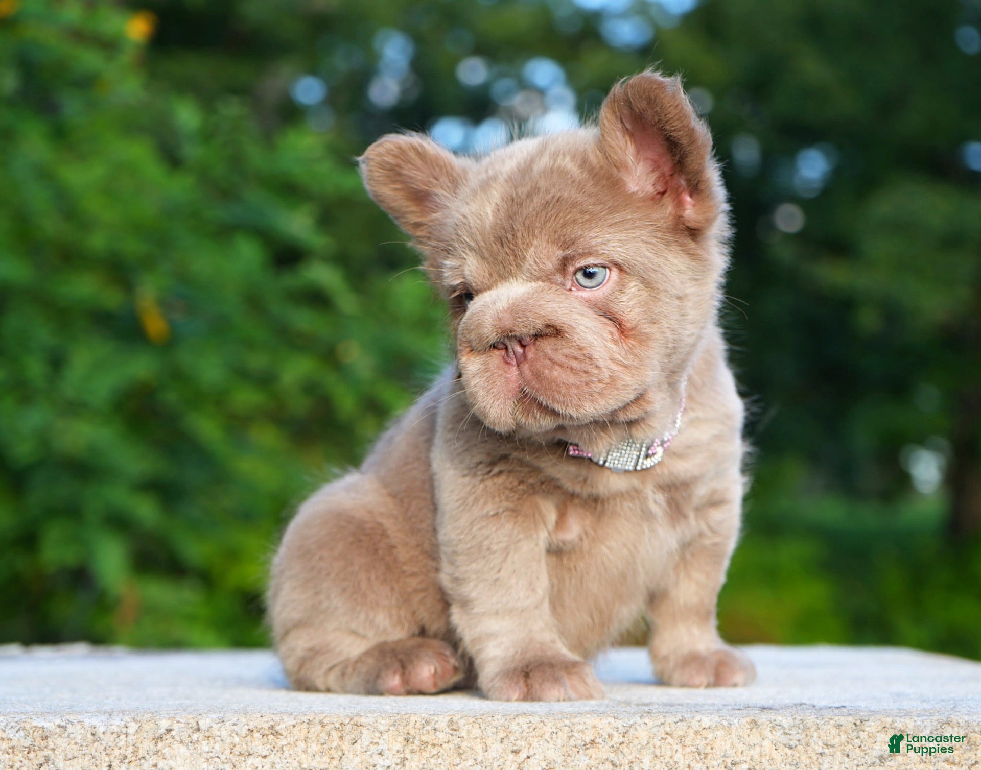 French Bulldog dogs ⭐️STAR🩷⭐️( Isabella Floodle big rope fluffy  - Ad 2