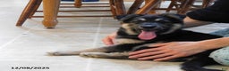 German Shepherd dogs for sale: Truffles - Ad 1
