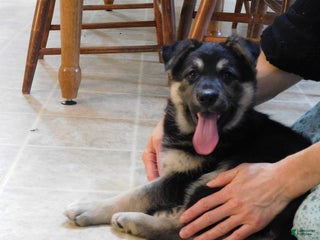 German Shepherd dogs Truffles - Ad 13