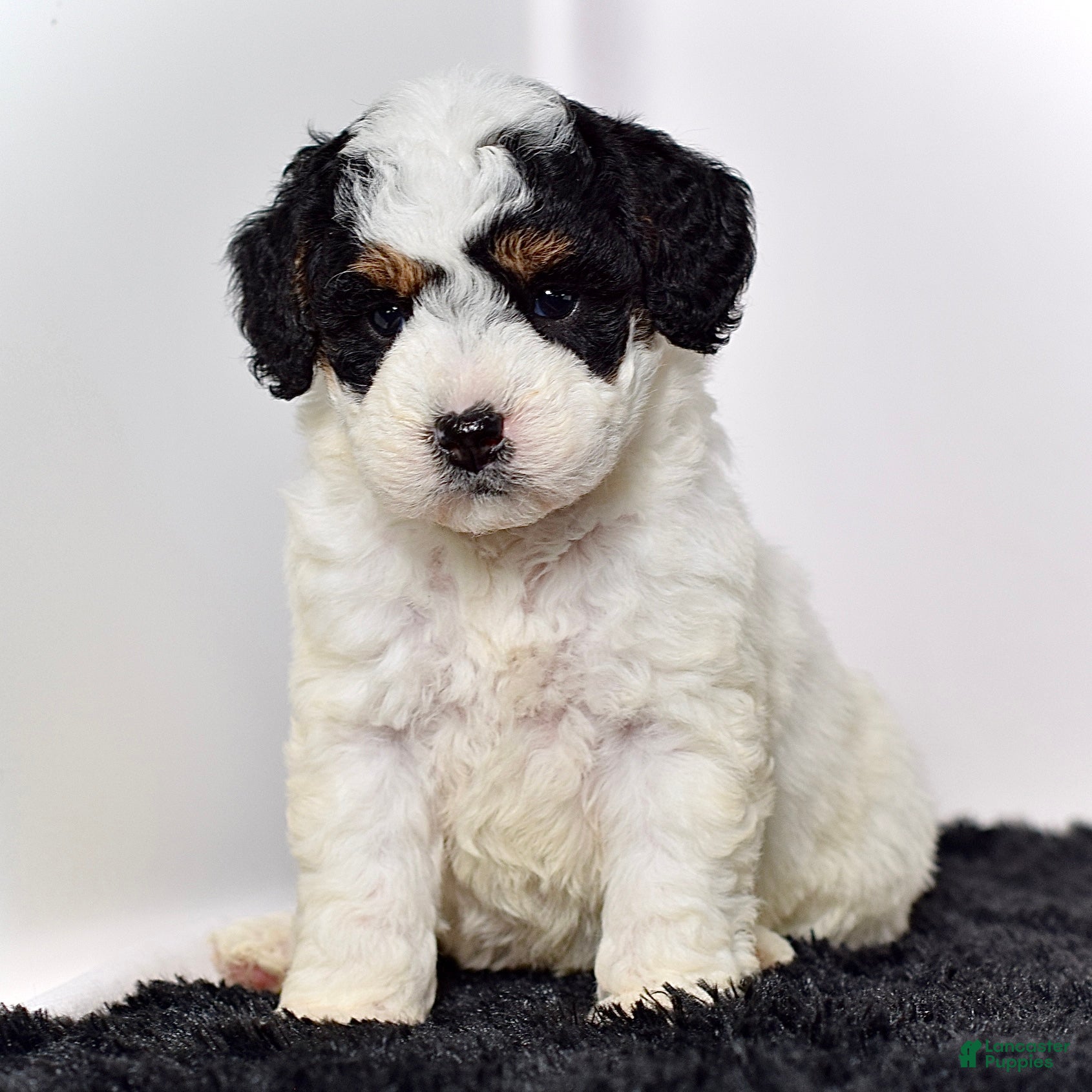 Mini Goldendoodle dogs for sale: Ms. Kida - Ad 7