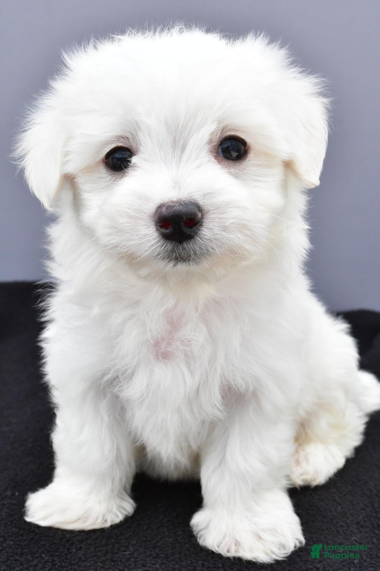 Milo