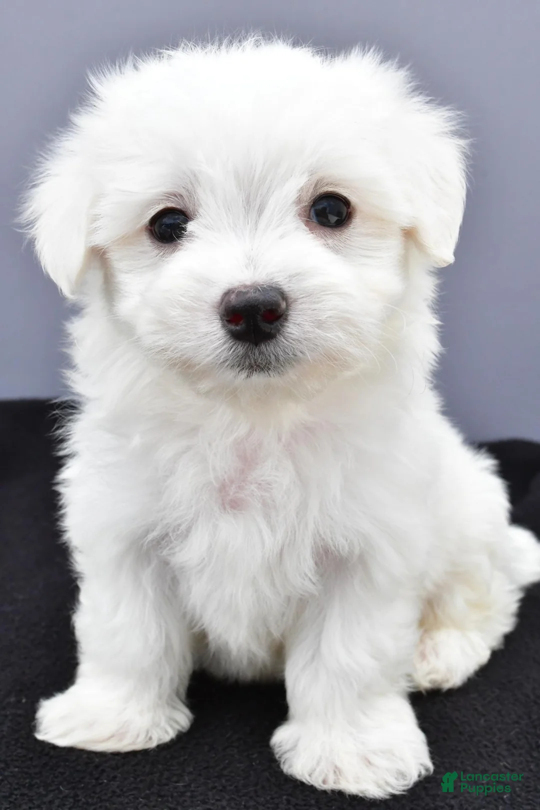 Maltese dogs for sale: Milo - Ad 1