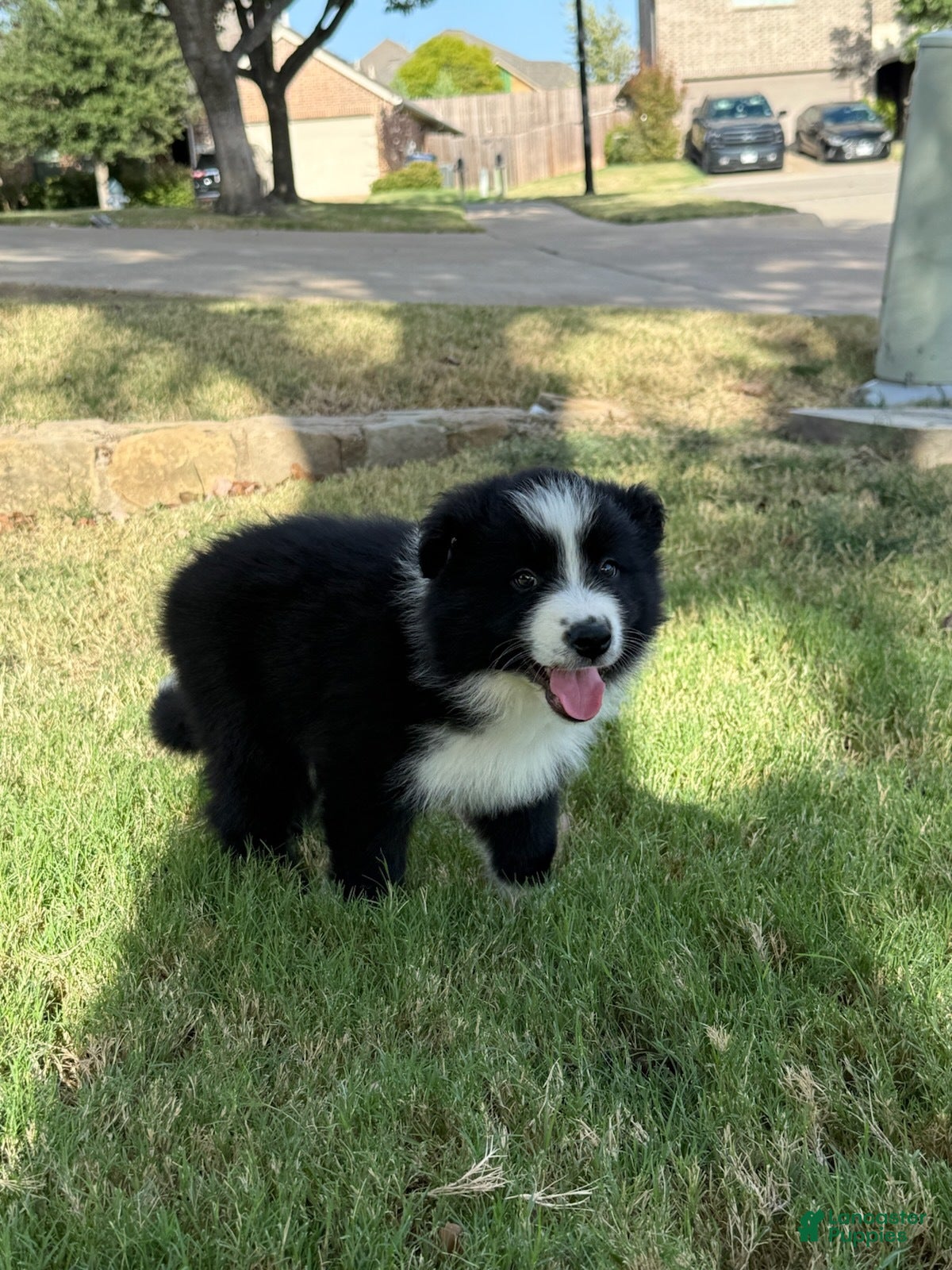 Border Collie dogs Simba - Ad 2