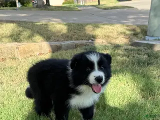 Border Collie dogs Simba - Ad 2