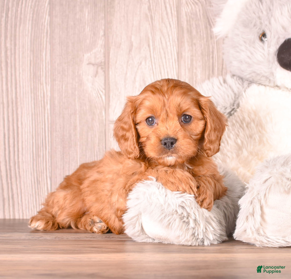 Cavapoo dogs FELIX - Ad 2