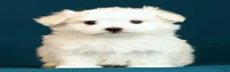 Maltese dogs for sale: Luke - Ad 5
