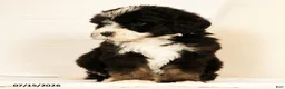 Bernedoodle dogs for sale: Linus - Ad 5