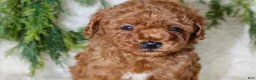 Miniature Poodle dogs for sale: Miniature Poodle 4 - Ad 2