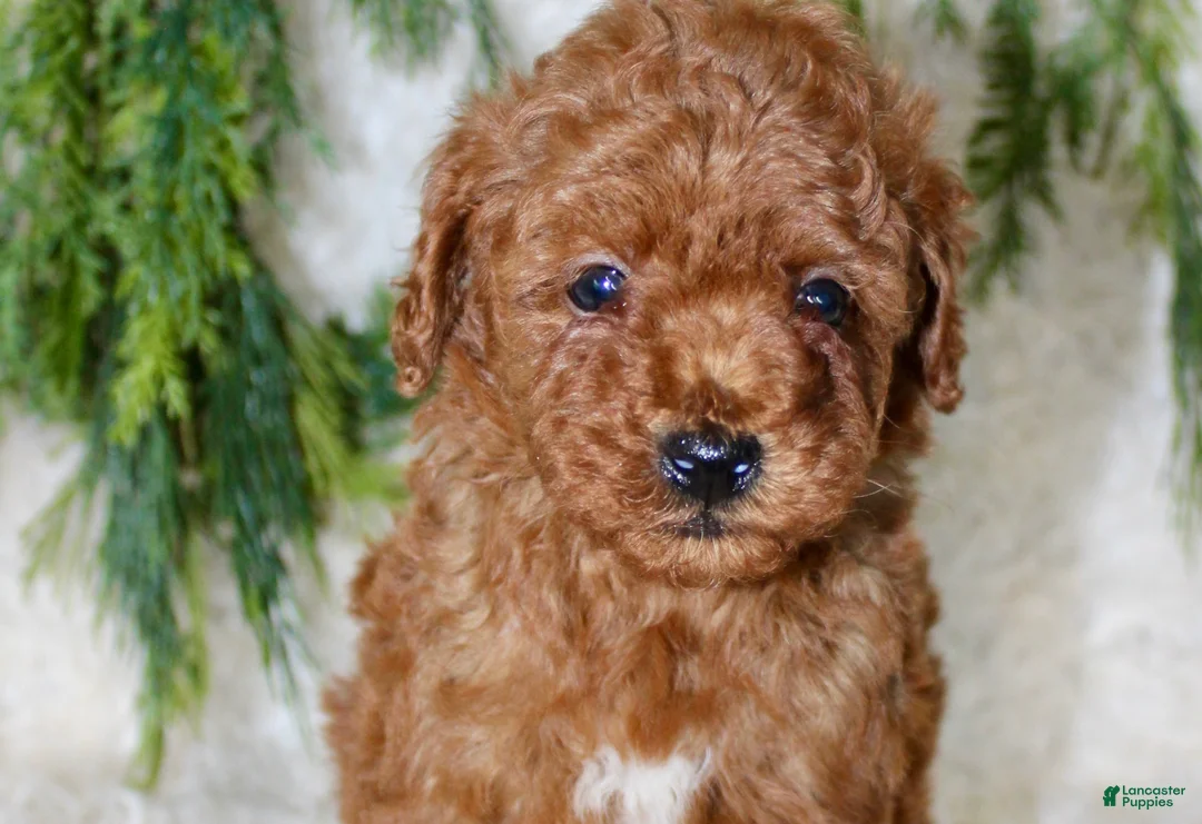 Miniature Poodle dogs for sale: Miniature Poodle 4 - Ad 2