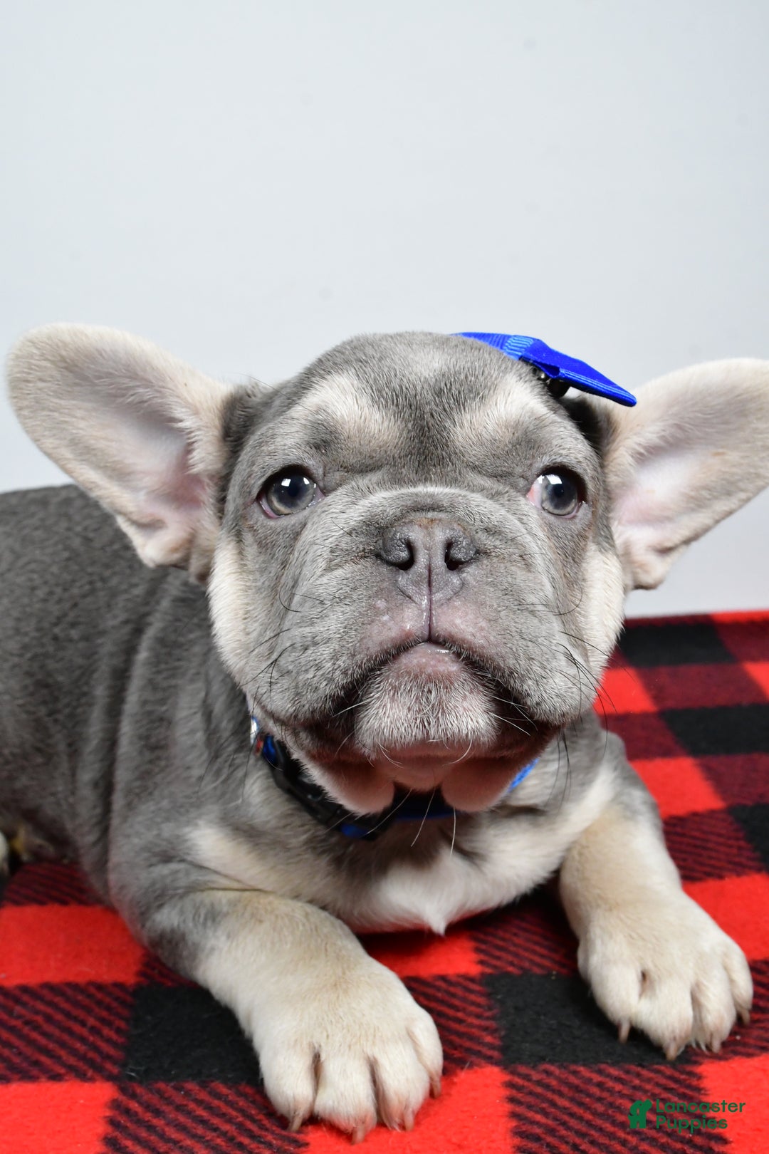 French Bulldog dogs for sale: Carl  - Ad 2