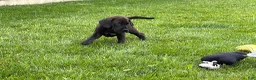 Great Dane dogs for sale: Muddy  - Ad 5