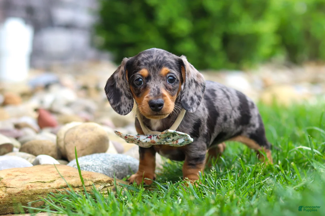 Miniature Dachshund dogs for sale: Alice - Ad 1