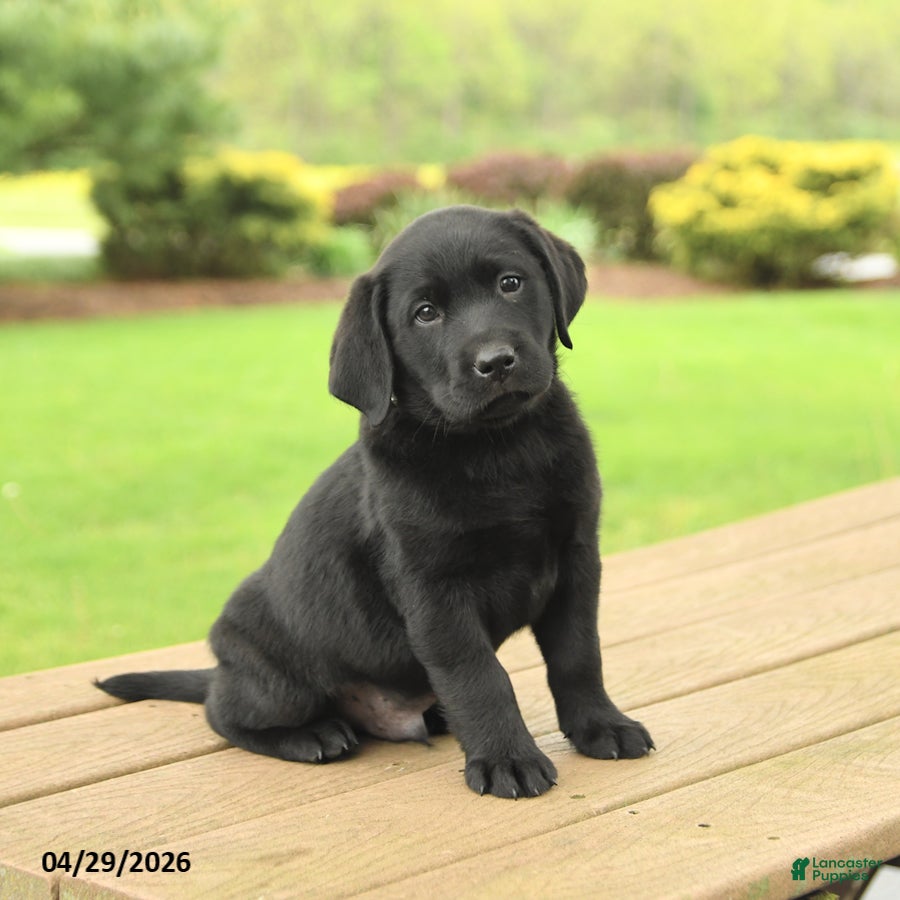 Labrador Retriever dogs for sale: Blake - Ad 3