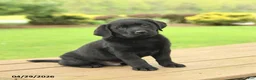 Labrador Retriever dogs for sale: Blake - Ad 1