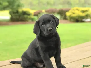 Labrador Retriever dogs for sale: Blake - Ad 3