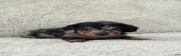 Miniature Dachshund dogs for sale: AKC Longhair Black Dapple Miniature Dachshund - Ad 2