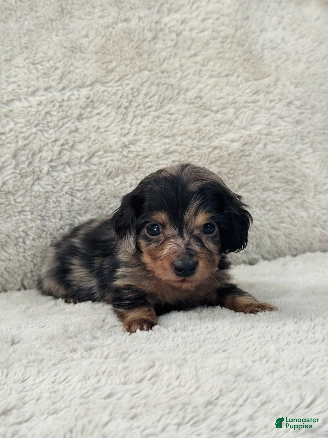 Miniature Dachshund dogs for sale: AKC Longhair Black Dapple Miniature Dachshund - Ad 2