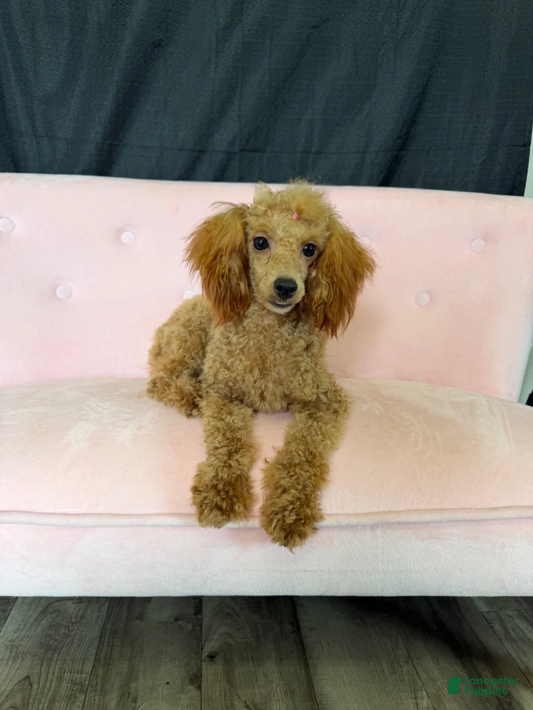Miniature Poodle dogs for sale: Akc Bred Color Red Poodle Girl 🩷 - Ad 11