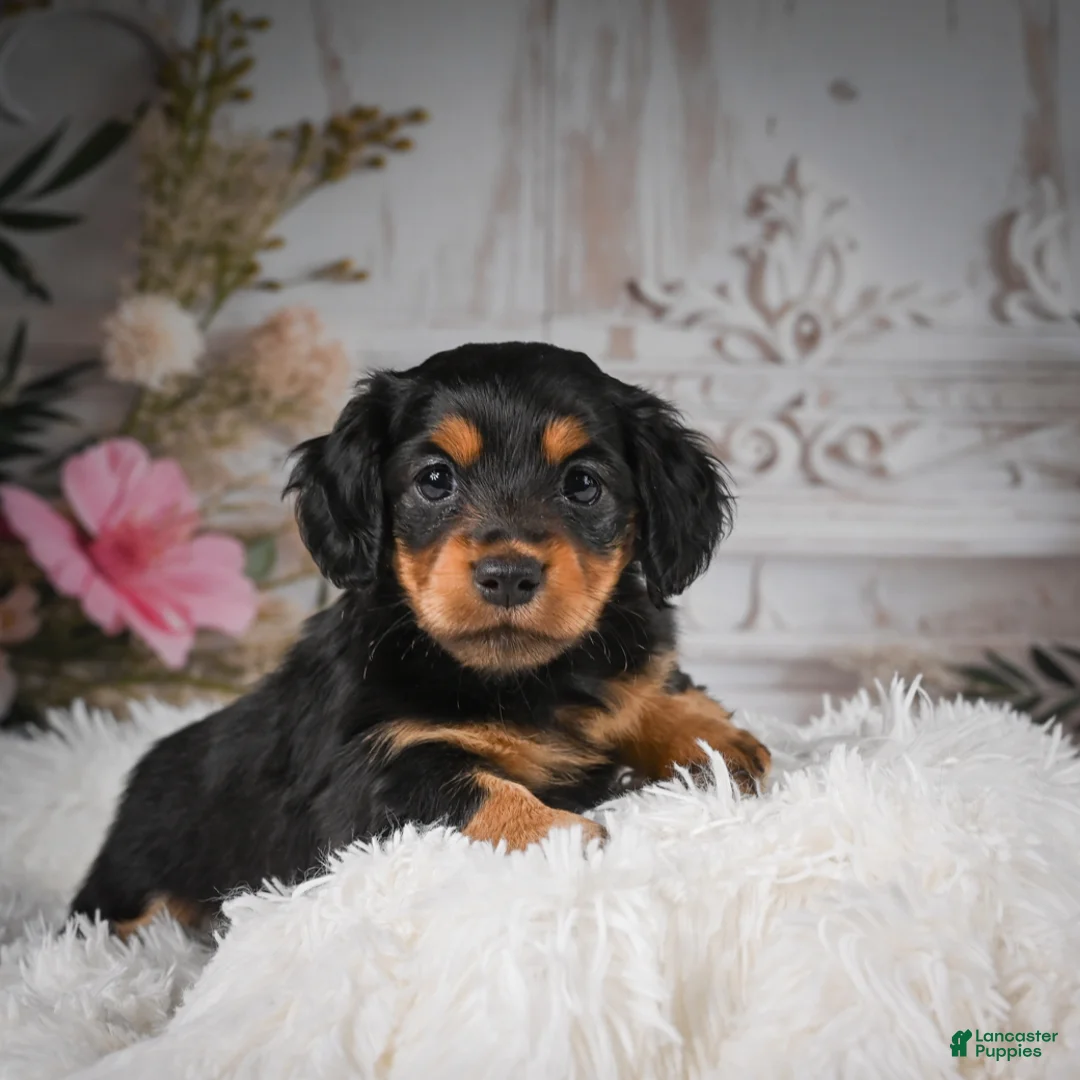 Miniature Dachshund dogs for sale: AKC-Jaxon - Ad 1
