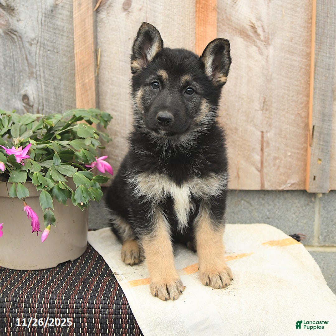 German Shepherd dogs for sale: Daisy - Ad 1