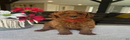 Mini Goldendoodle dogs for sale: Reece - Ad 3