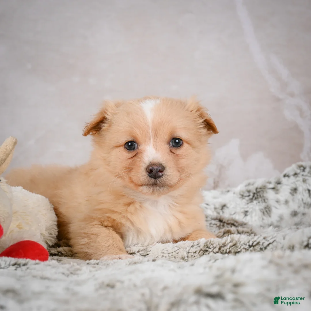 Chihuahua dogs for sale: Hugo - Ad 10