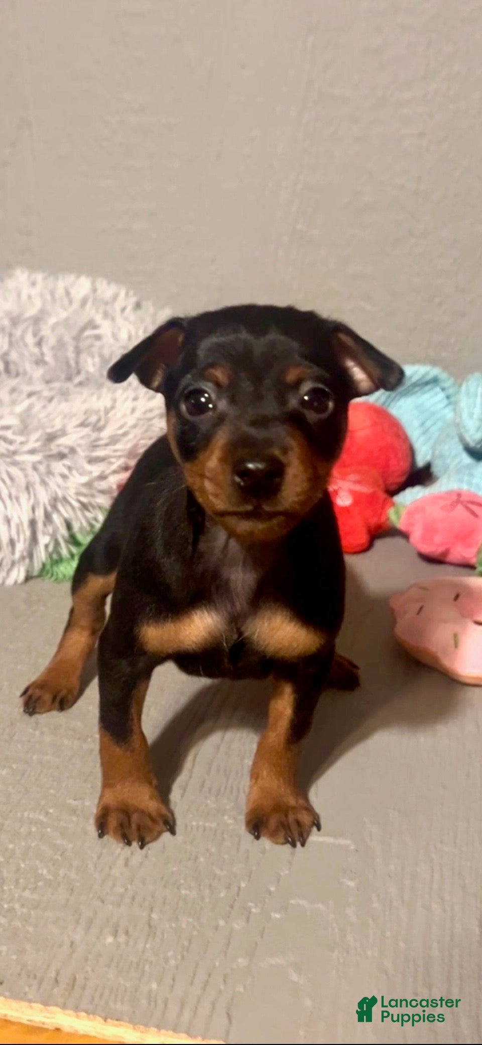 Miniature Pinscher dogs for sale: Blaze - Ad 2