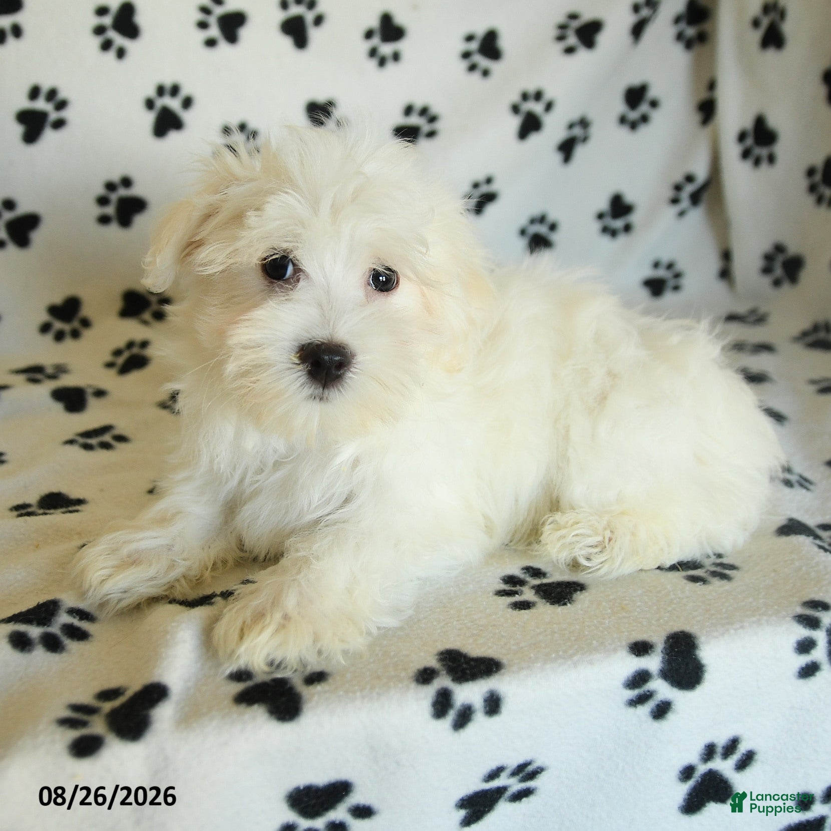 Maltese dogs Ivan - Ad 2