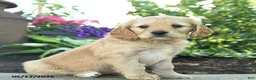 Miniature Golden Retriever dogs for sale: Fern - Ad 1