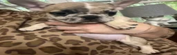 French Bulldog dogs for sale: French Bulldog 7 - Ad 3