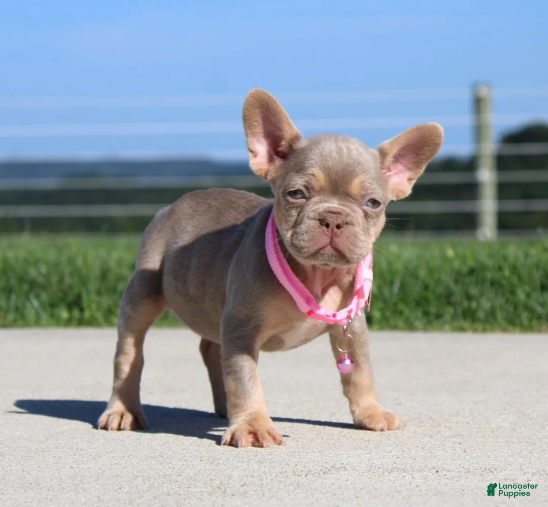 French Bulldog dogs for sale: Tanya - Ad 1