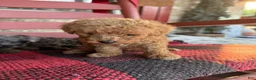 Mini Aussiedoodle dogs for sale: Teddy  - Ad 5