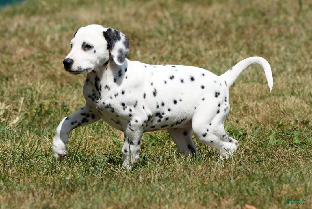 Dog Puppy Price Dalmatian For Sale Dalmatian Puppies For Sale
