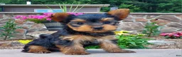 Yorkshire Terrier dogs for sale: Razor - Ad 1