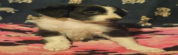 Chihuahua dogs for sale: Noddy (T-Cup) - Ad 20