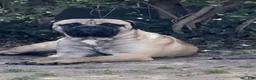 Bullmastiff dogs for sale: Buddy - Ad 5