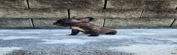 French Bulldog dogs for sale: Jazz - Ad 5