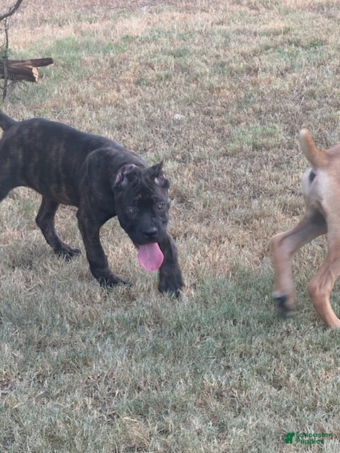 Cane Corso dogs Girl 2 - Ad 1