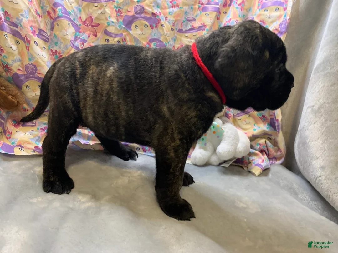 Gallery Image {{count}}