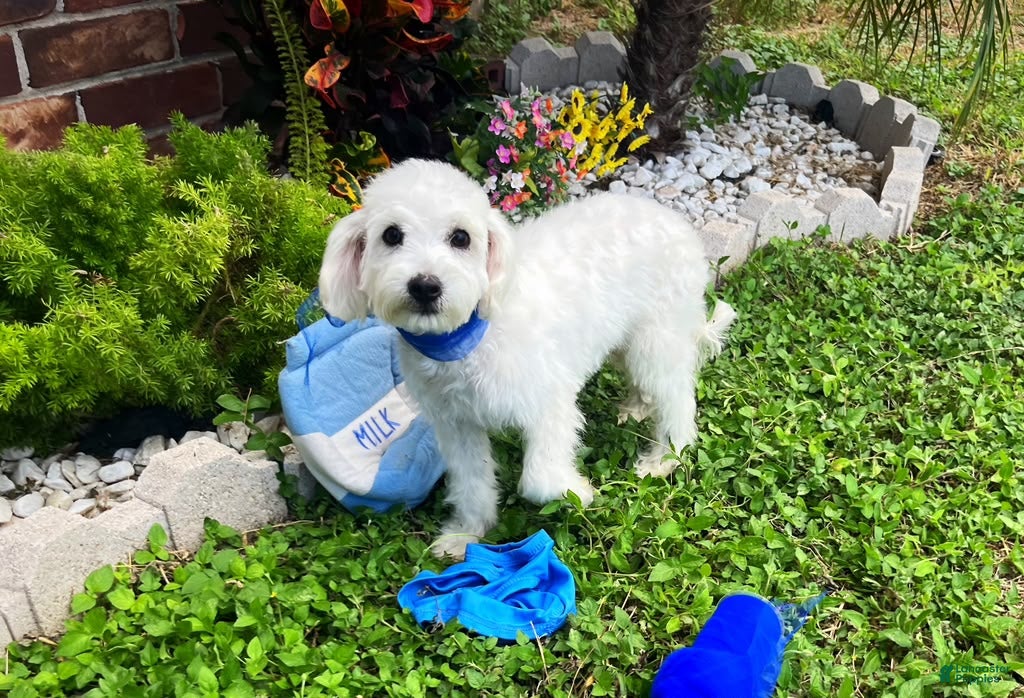 Maltipoo dogs Bubbles - Ad 2
