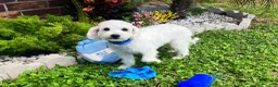 Maltipoo dogs for sale: Bubbles - Ad 4