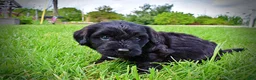 Havapoo dogs for sale: Webster - Ad 11