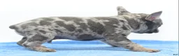 Mixed Breed dogs for sale: Zen blue merle  - Ad 7