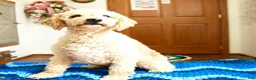 Mini Goldendoodle dogs for sale: Chuckles  - Ad 6