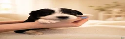 Mixed Breed dogs for sale: Panda - Ad 18