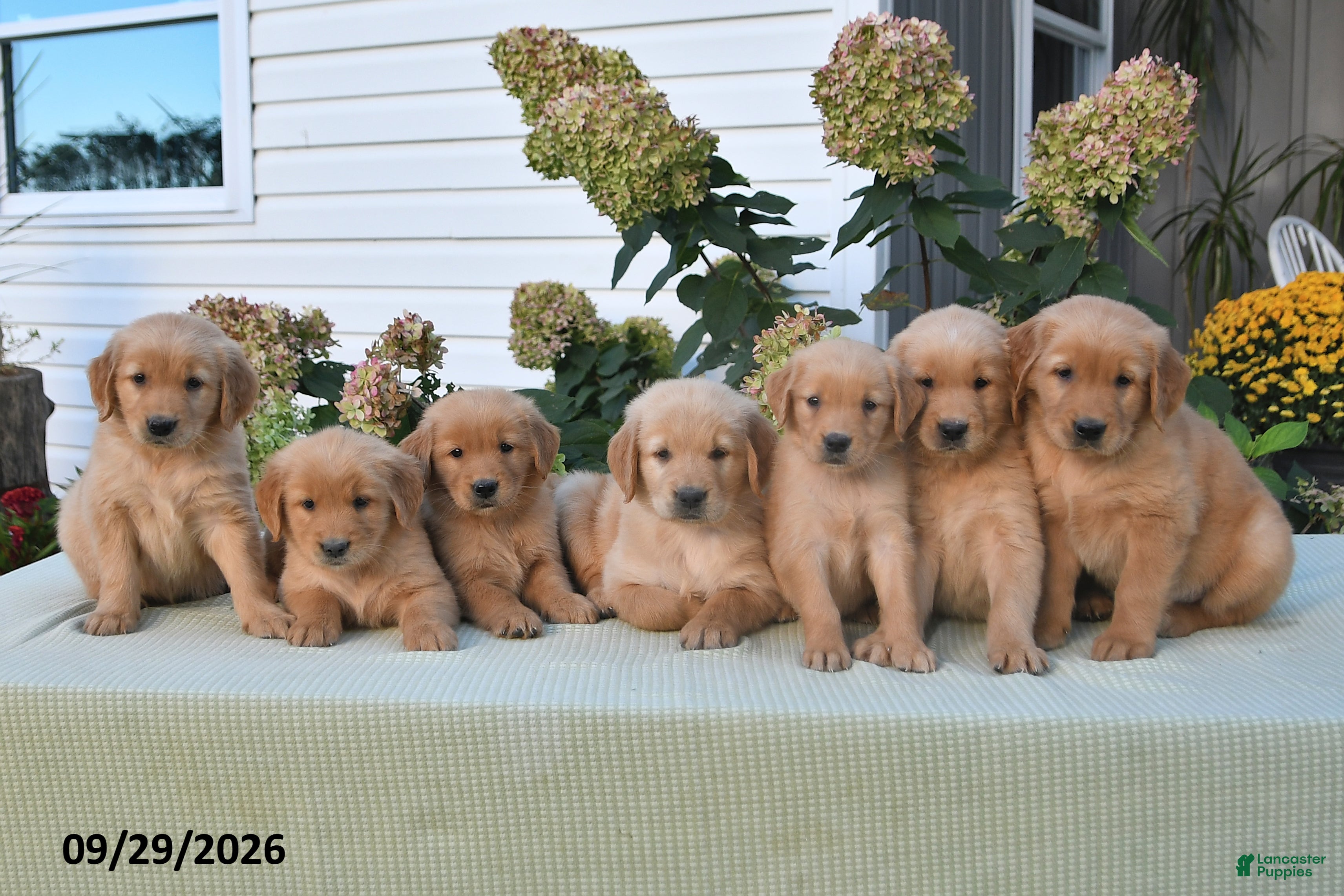Golden Retriever dogs Gail - Ad 2