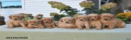 Golden Retriever dogs for sale: Gail - Ad 2