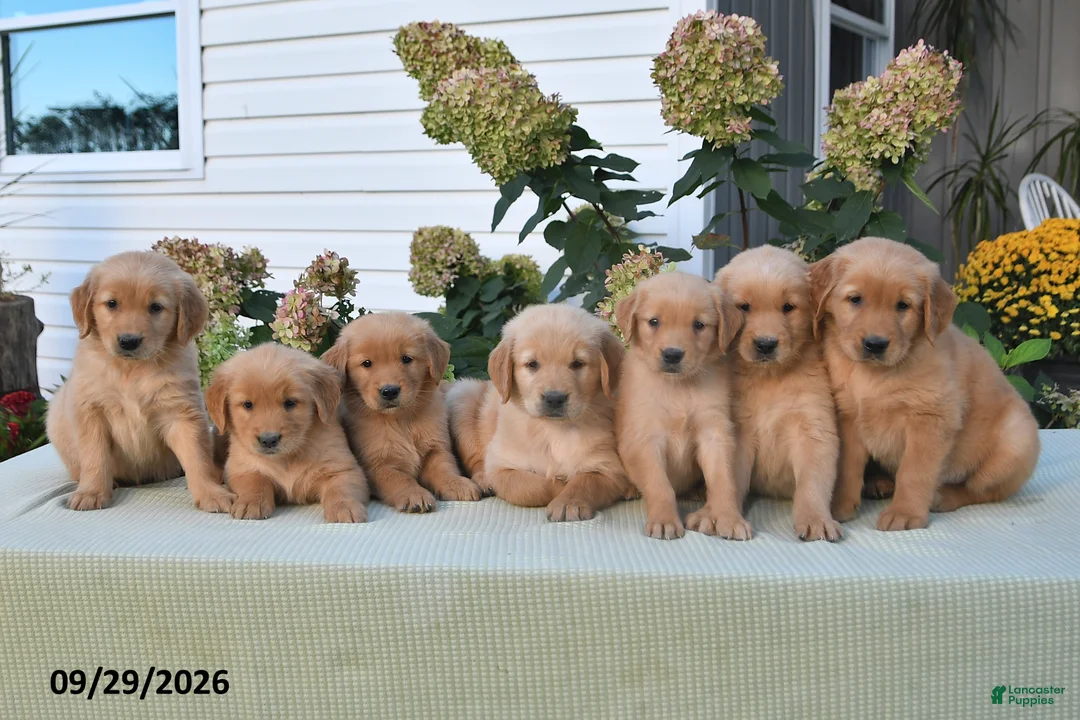 Golden Retriever dogs for sale: Gail - Ad 2