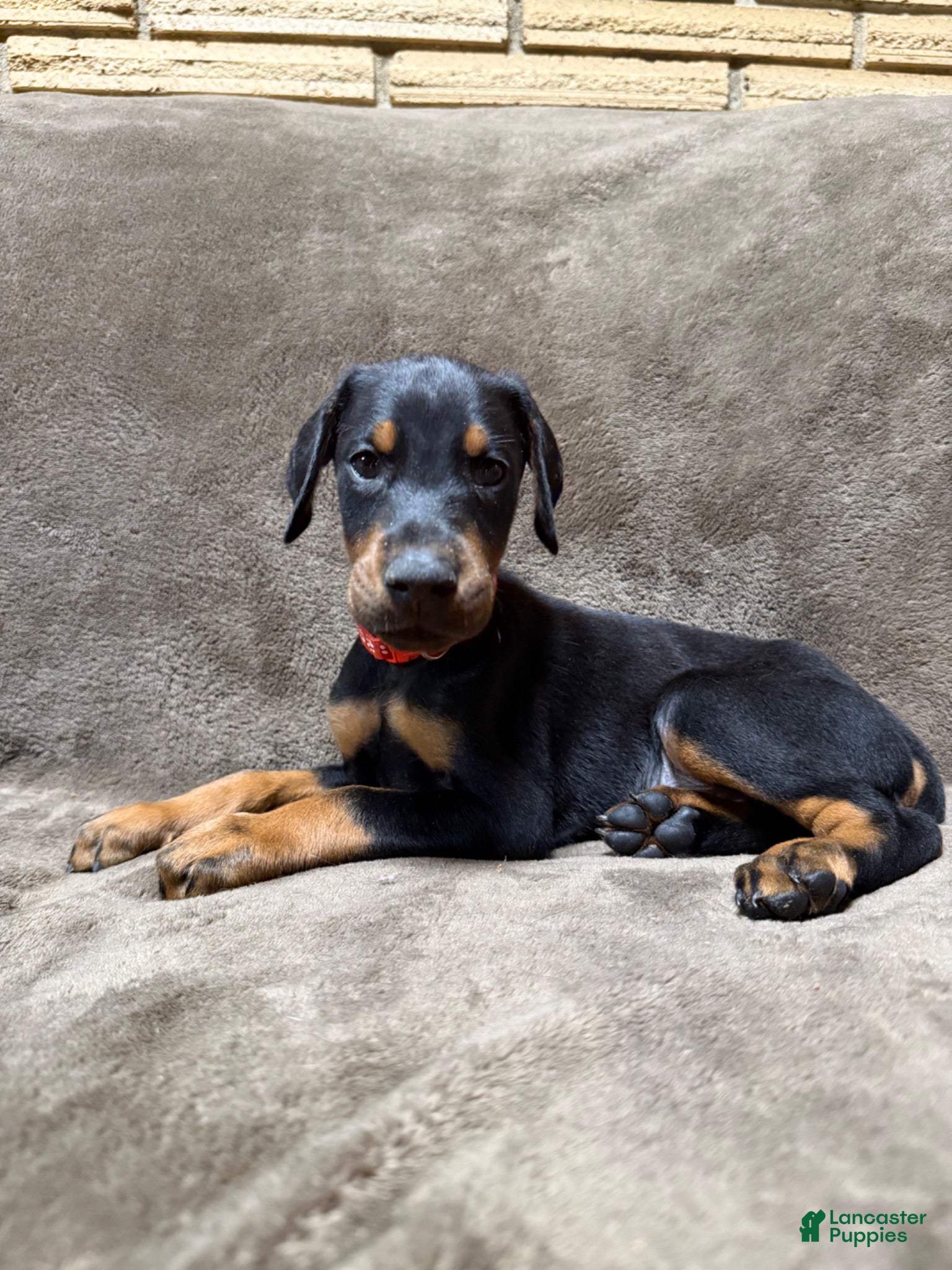 Doberman Pinscher dogs Enzo - Ad 38